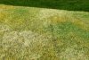 Model Scene F003 Cut Meadow - Late Summer